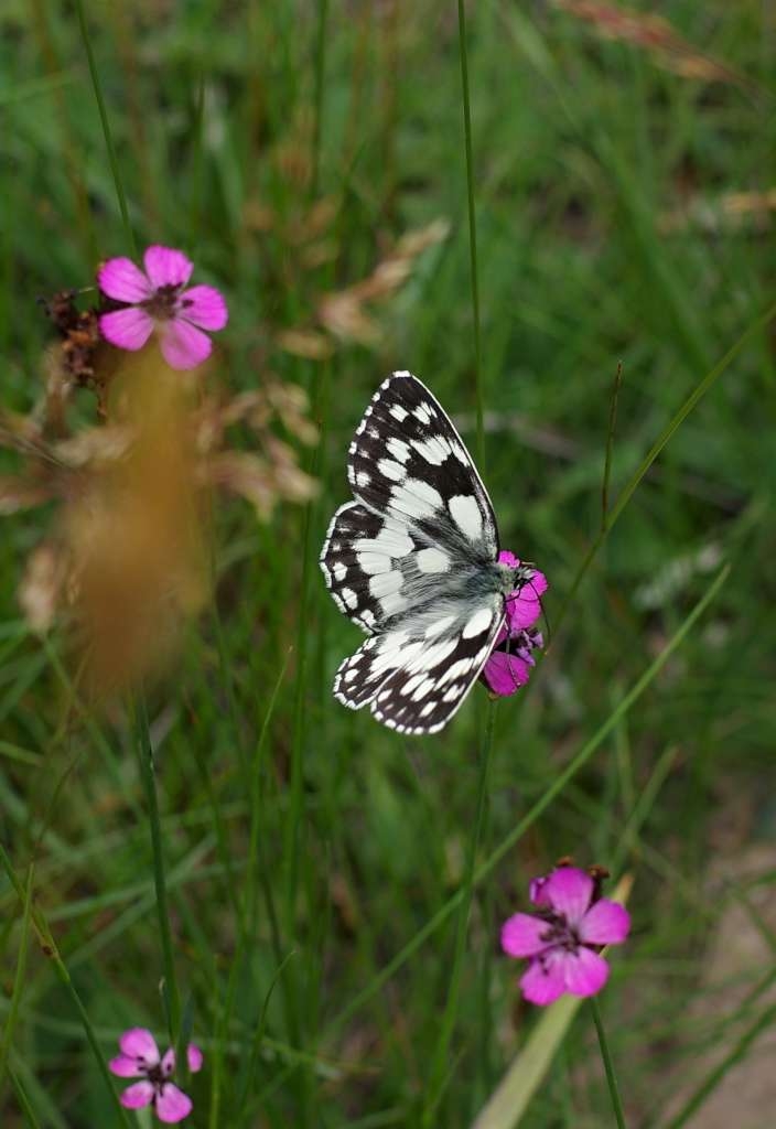 IMGP6394-1024~2.jpg