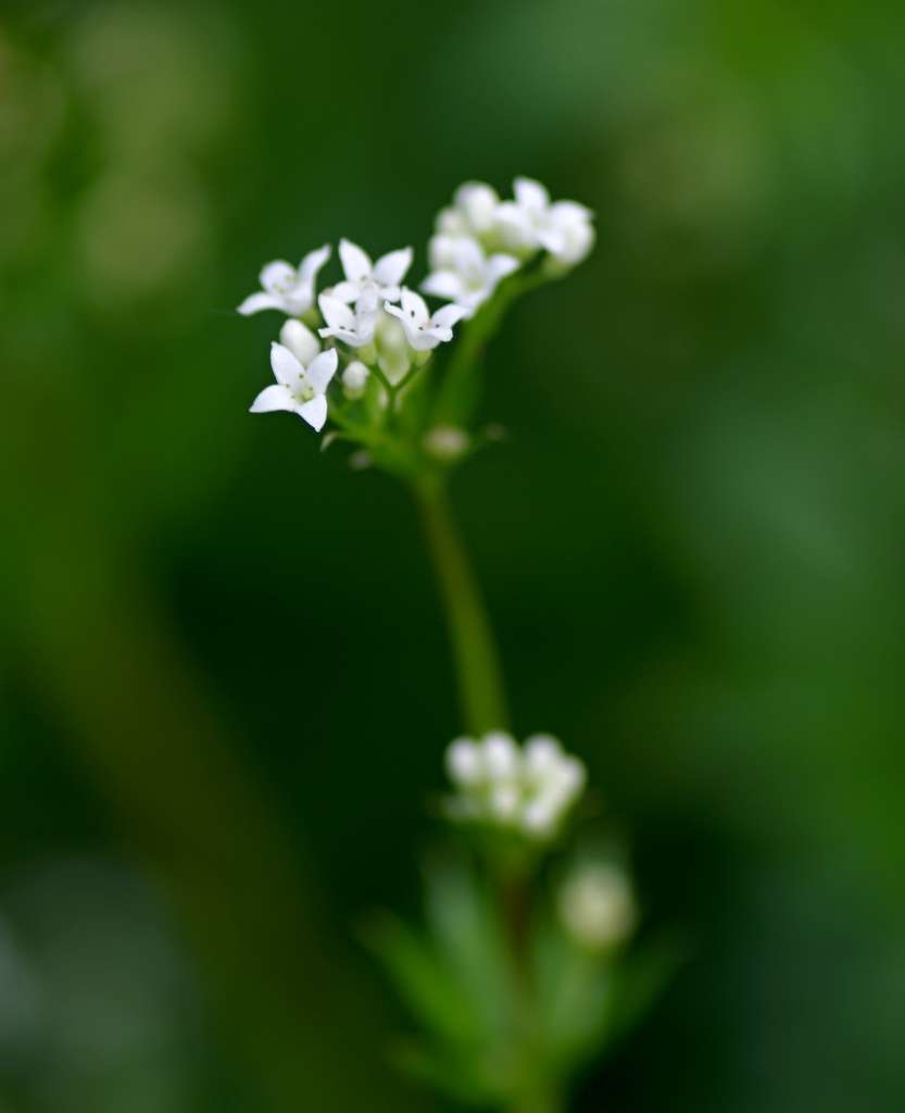 IMGP6401-1024~1.jpg