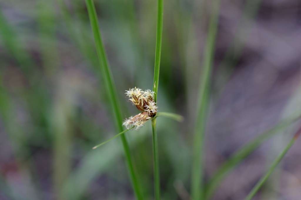 IMGP6423-1024~2.jpg