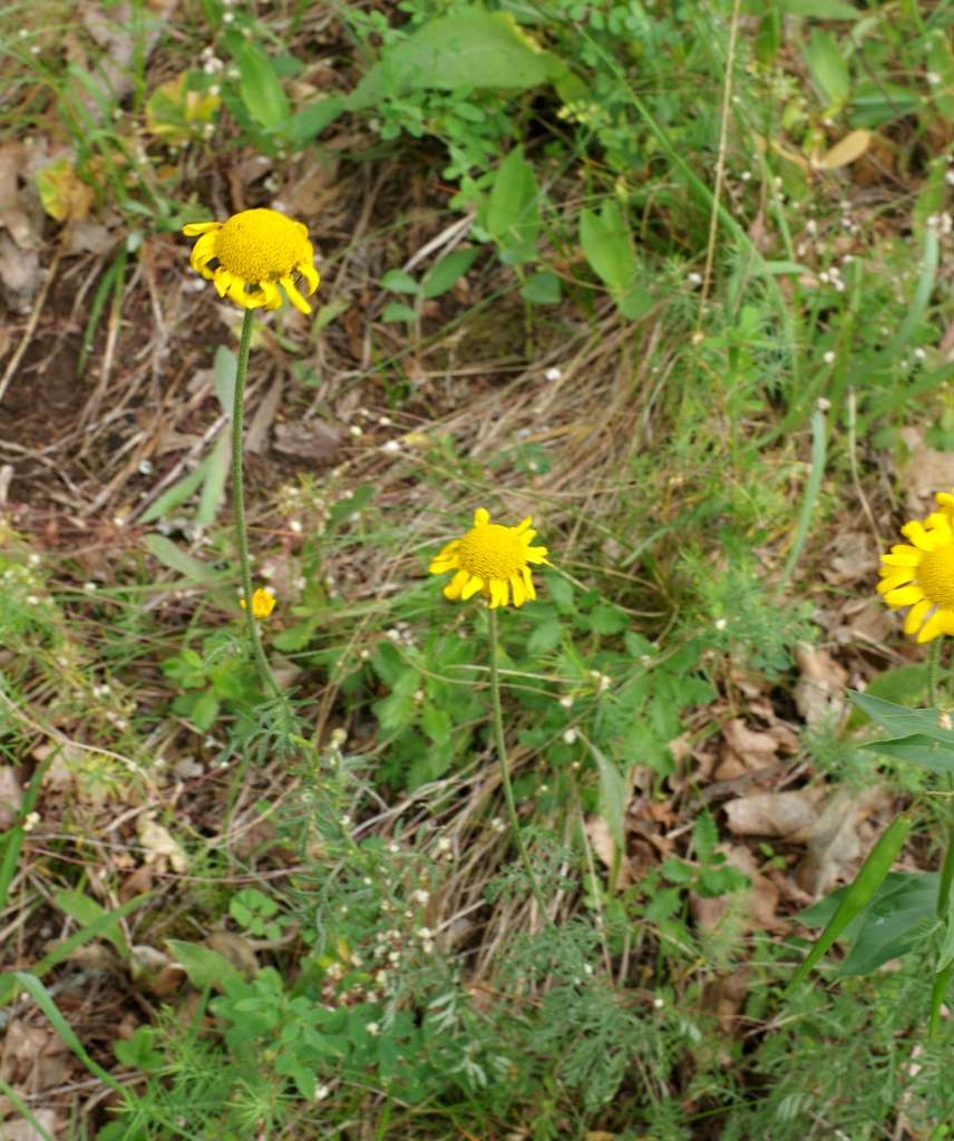 IMGP6427-1024~2.jpg