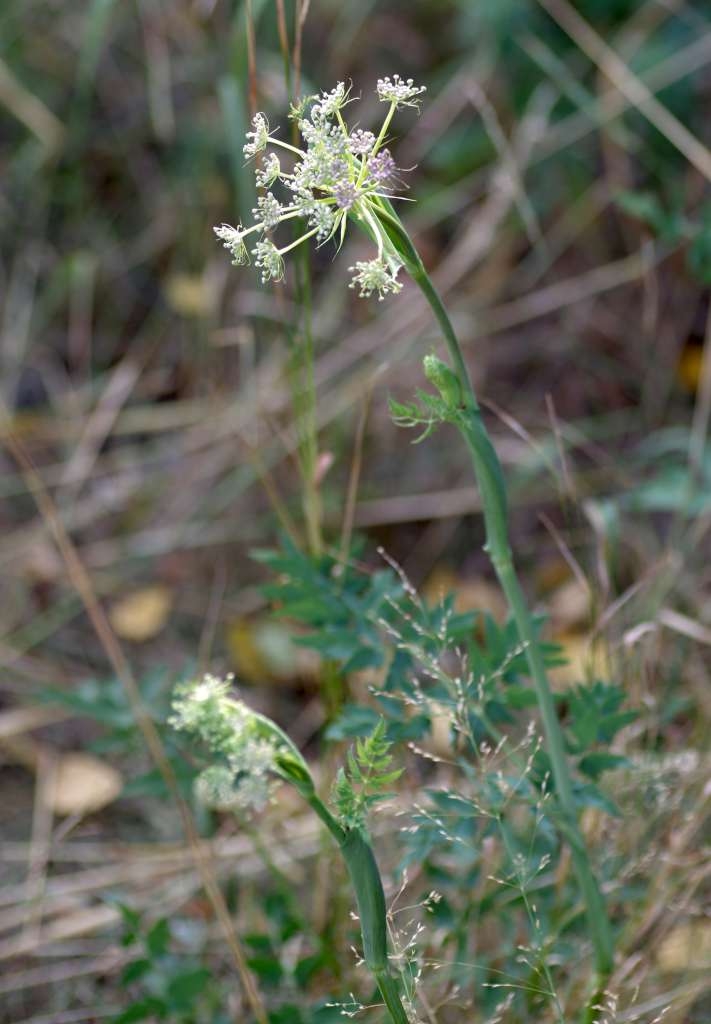 IMGP6430-1024~1.jpg