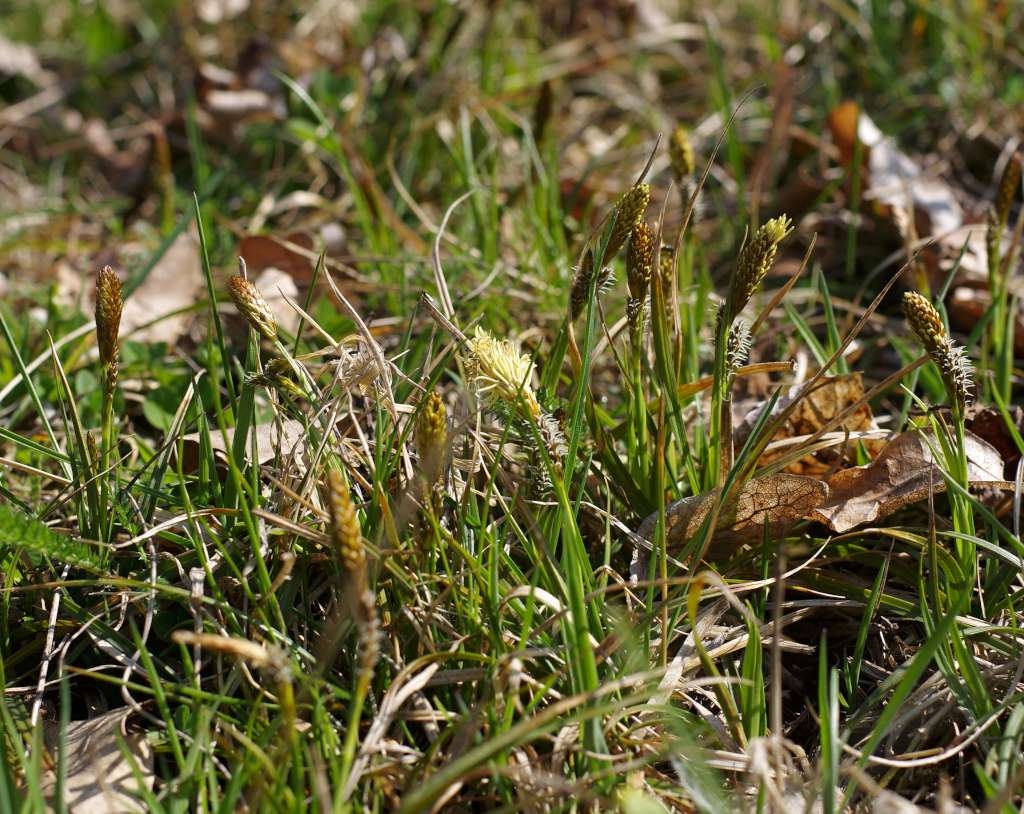 IMGP6454-1024~1.jpg