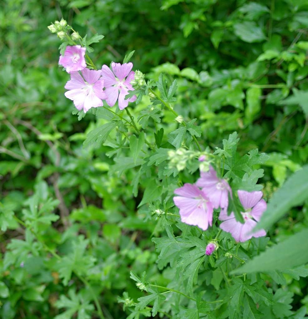 IMGP6465-1024~1.jpg