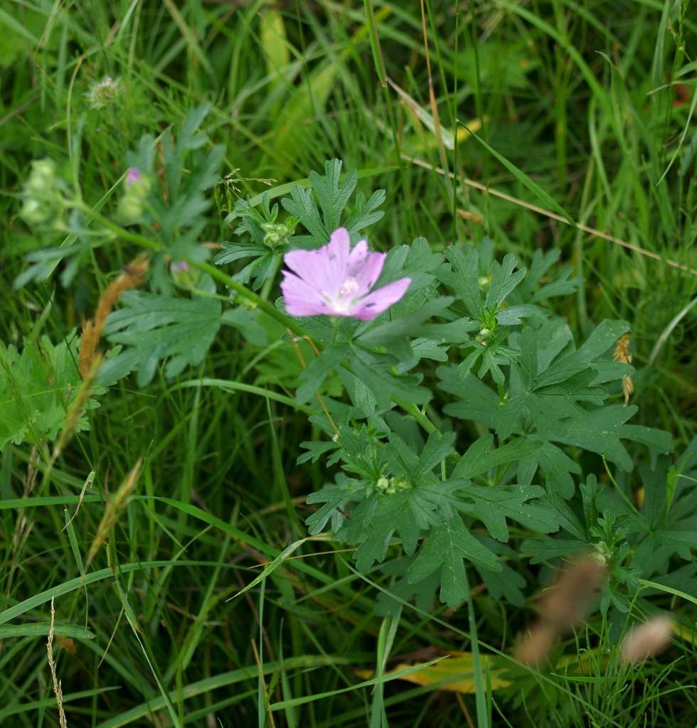 IMGP6466-1024~2.jpg