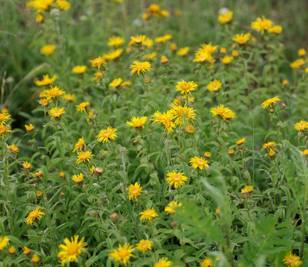 IMGP6504-1024~2.jpg