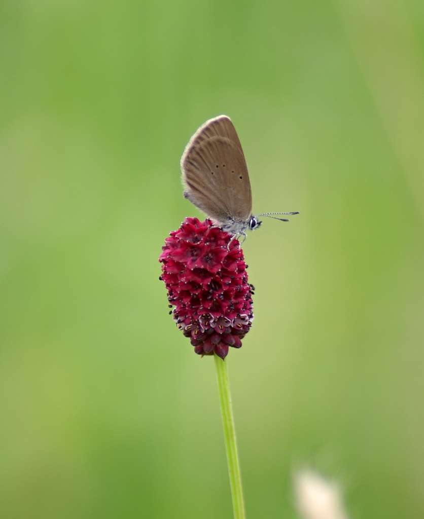 IMGP6515-1024~1.jpg
