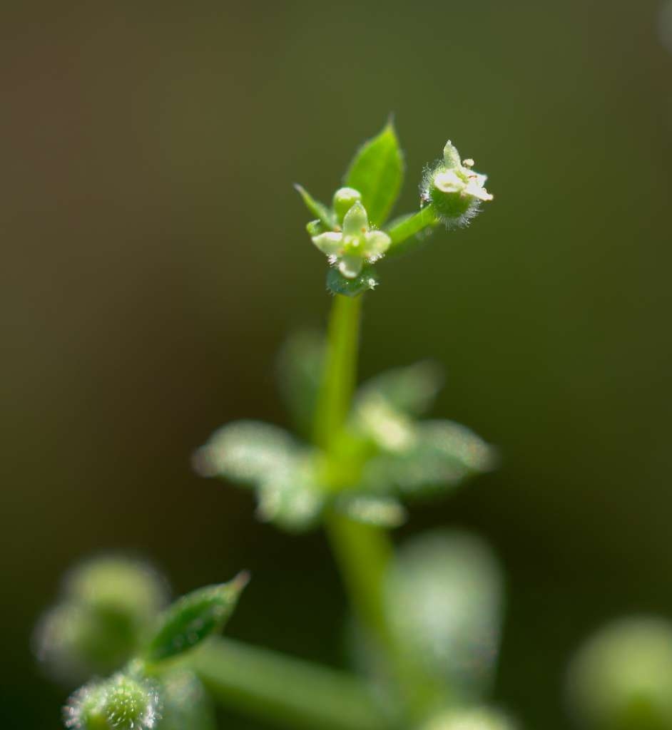 IMGP6515-1024~2.jpg