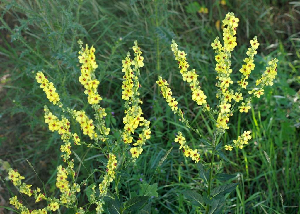 IMGP6525-1024~1.jpg