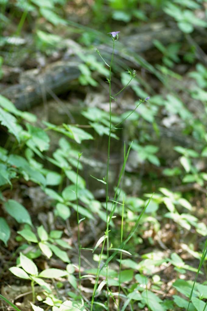 IMGP6549-1024~2.jpg
