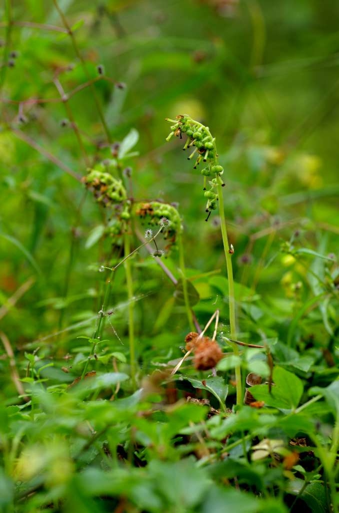 IMGP6551-1024~0.jpg
