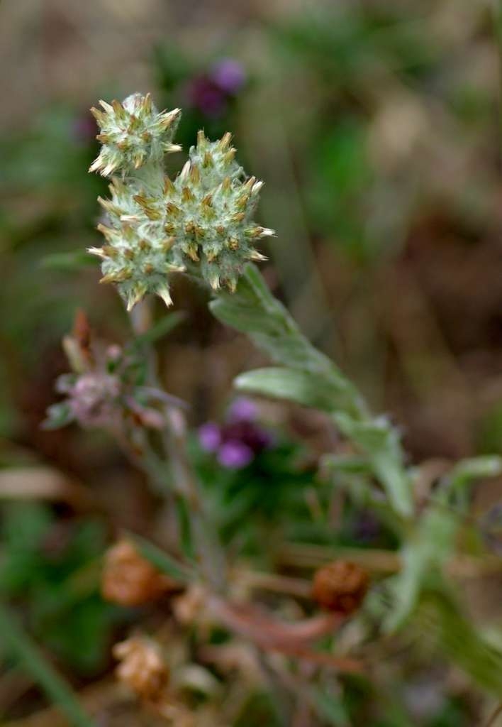 IMGP6552-1024~2.jpg