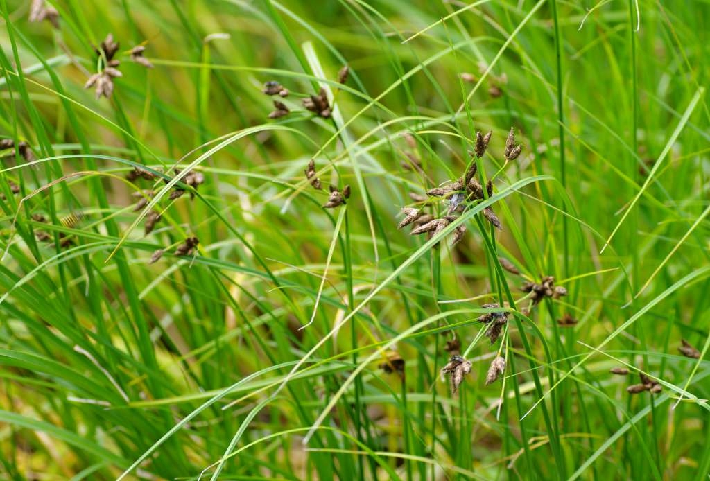 IMGP6613-1024~0.jpg
