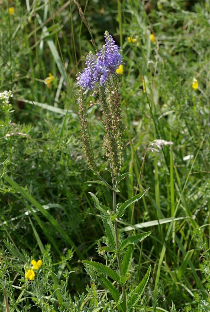 IMGP6616-1024~1.jpg