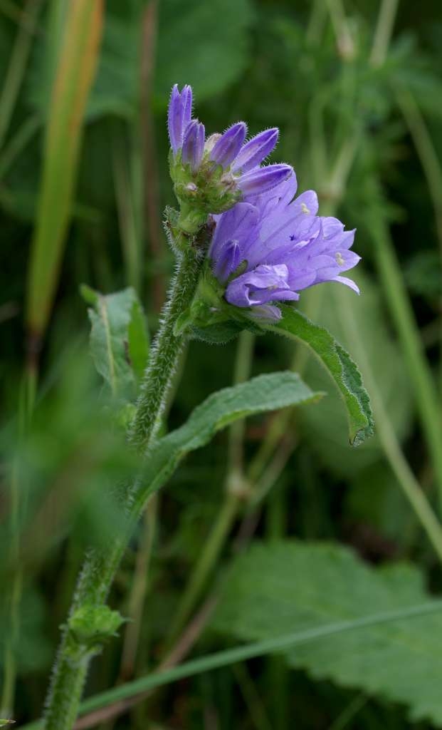 IMGP6630-1024~4.jpg