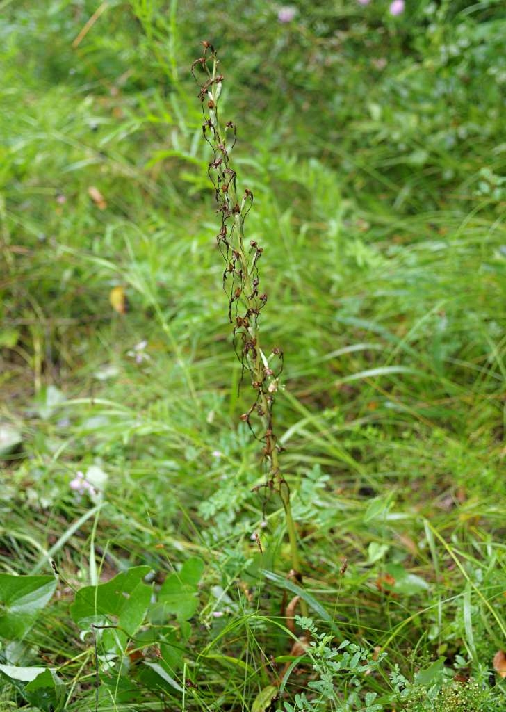 IMGP6647-1024~1.jpg