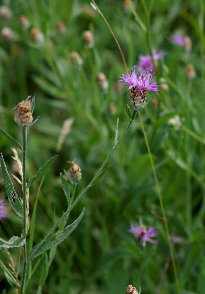 IMGP6648-1024~3.jpg