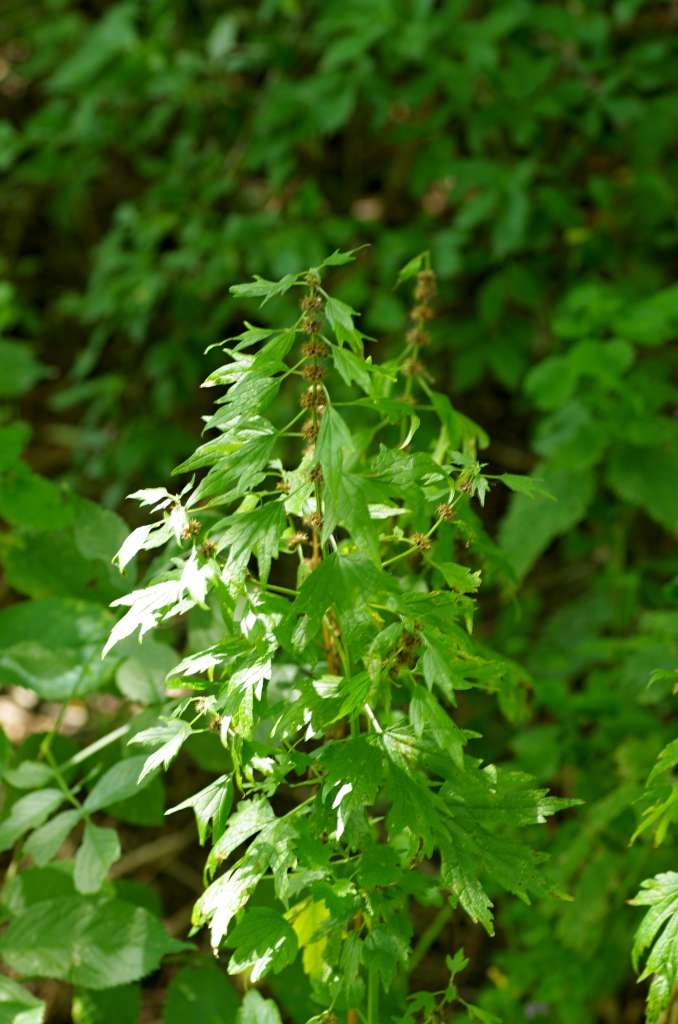 IMGP6651-1024~1.jpg