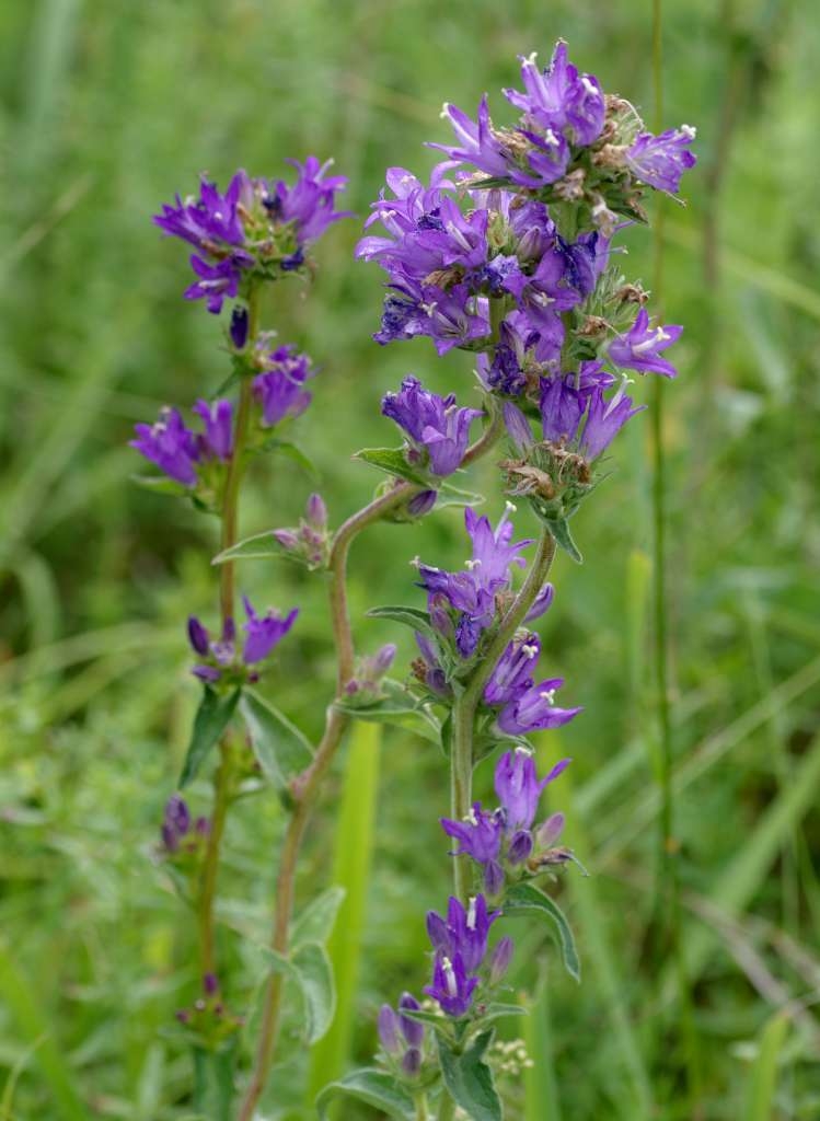 IMGP6656-1024~2.jpg