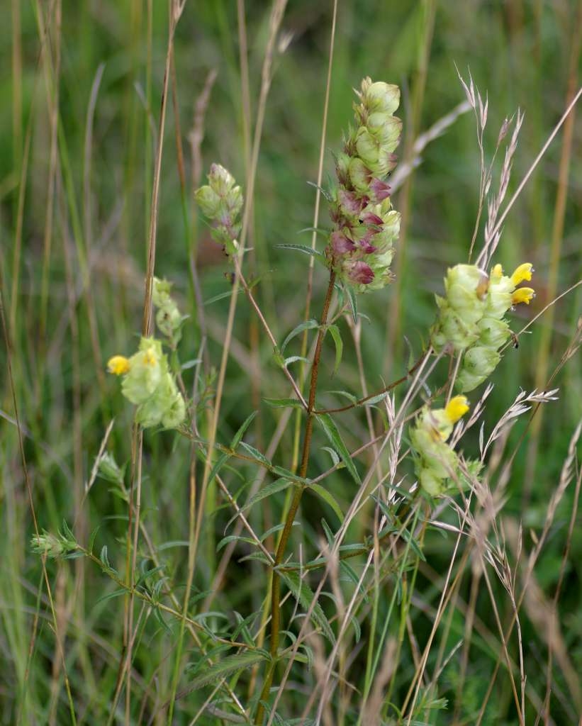 IMGP6670-1024~5.jpg