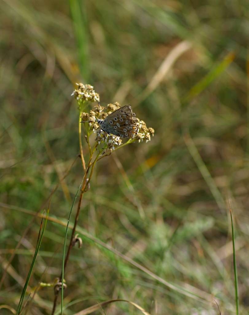 IMGP6687-1024~0.jpg