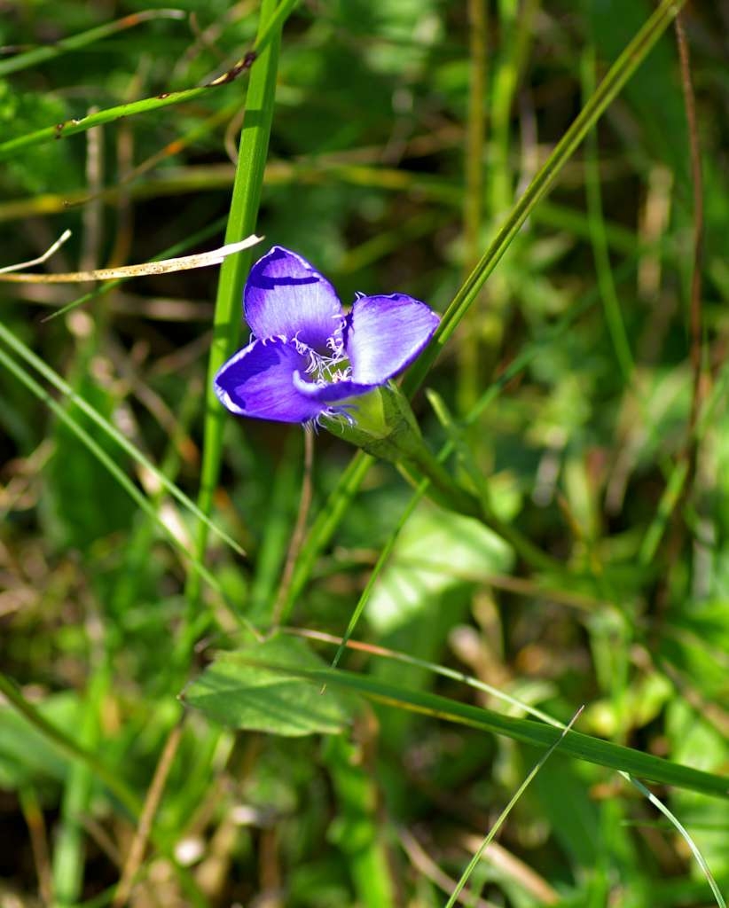 IMGP6711-1024.jpg