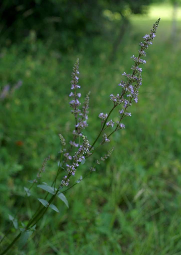 IMGP6732-1024~4.jpg