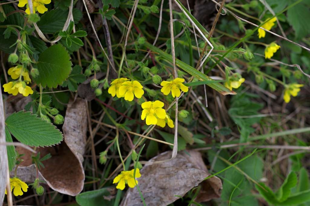 IMGP6750-1024~2.jpg