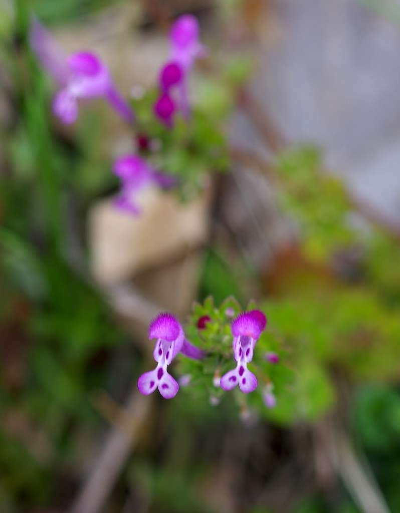 IMGP6751-1024~2.jpg