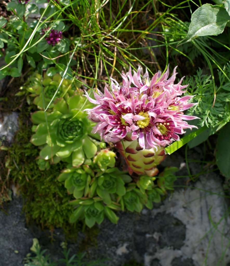 IMGP6755-1024.jpg
