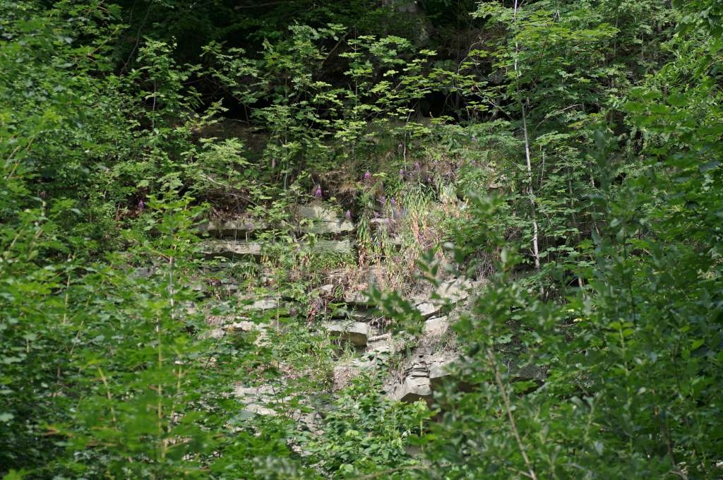 IMGP6756-1024~3.jpg