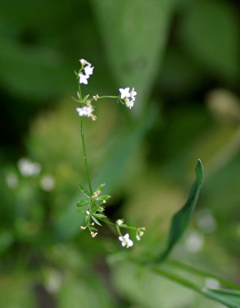 IMGP6804-1024~4.jpg