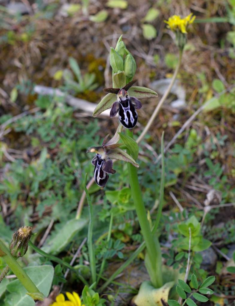 IMGP6807-1024~1.jpg