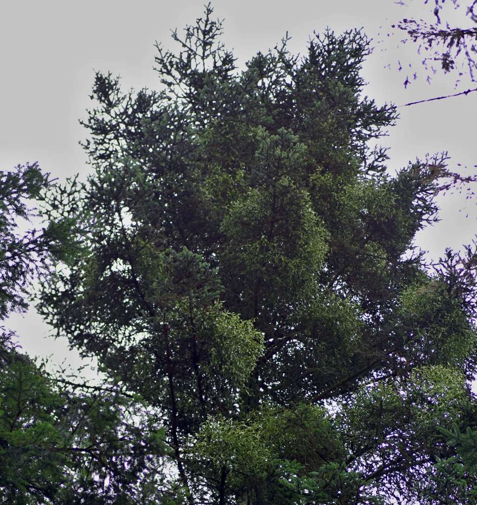 IMGP6814-1024.jpg