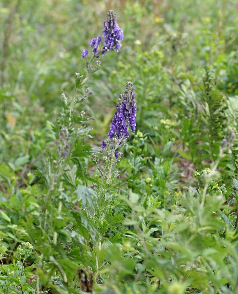 IMGP6817-1024~3.jpg