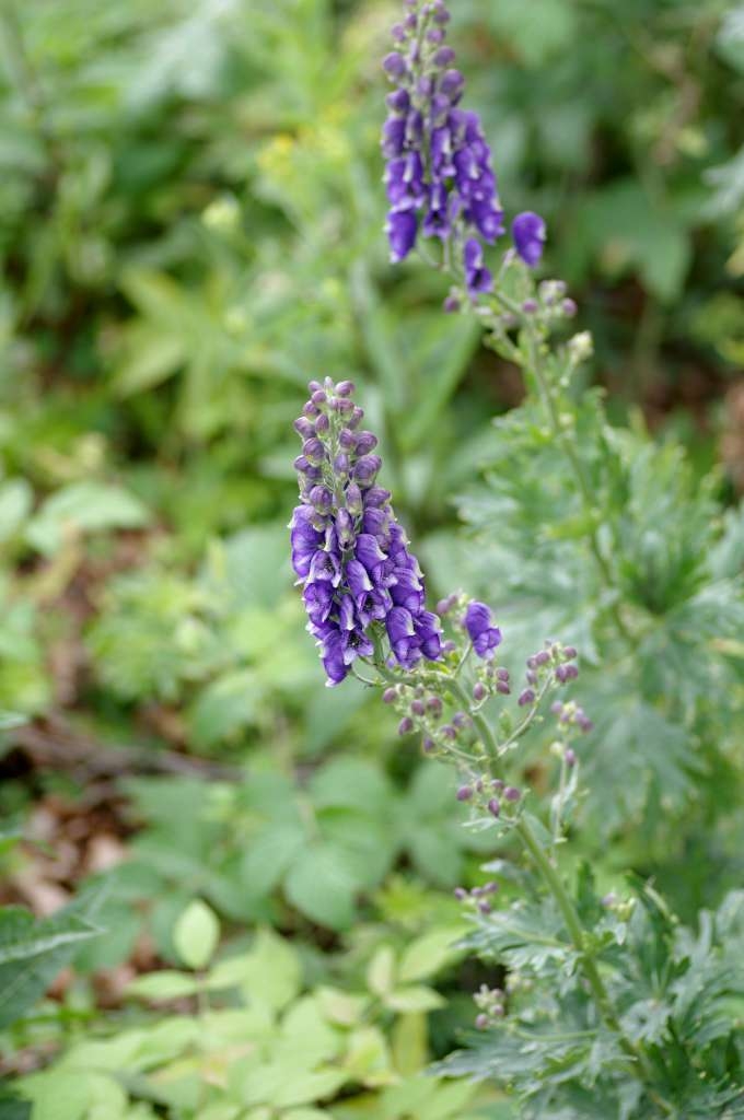 IMGP6826-1024~1.jpg
