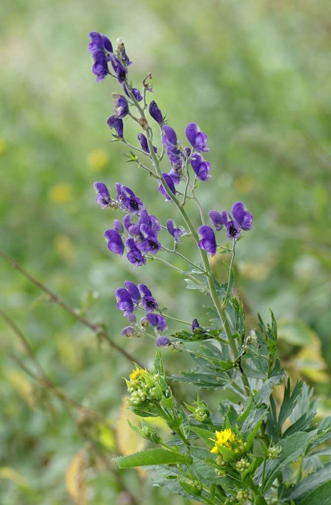IMGP6828-1024~4.jpg