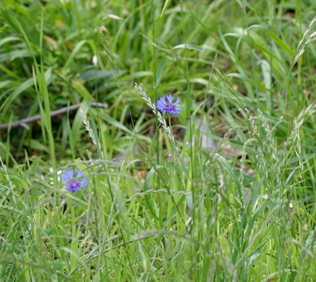 IMGP6870-1024~3.jpg
