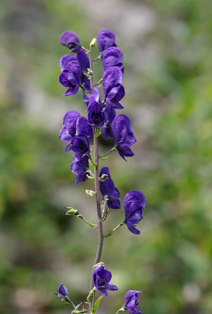 IMGP6878-1024~2.jpg