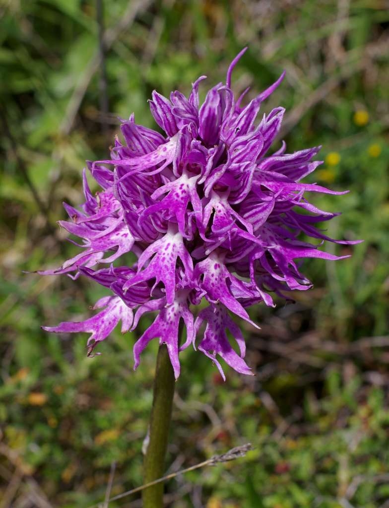 IMGP6881-1024~1.jpg
