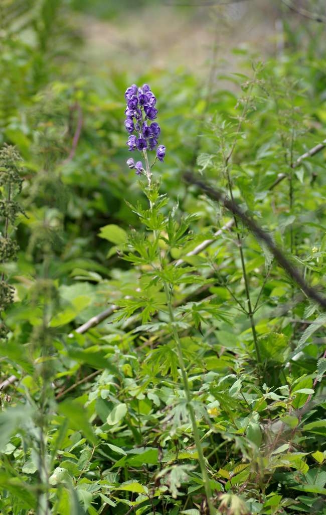 IMGP6881-1024~2.jpg