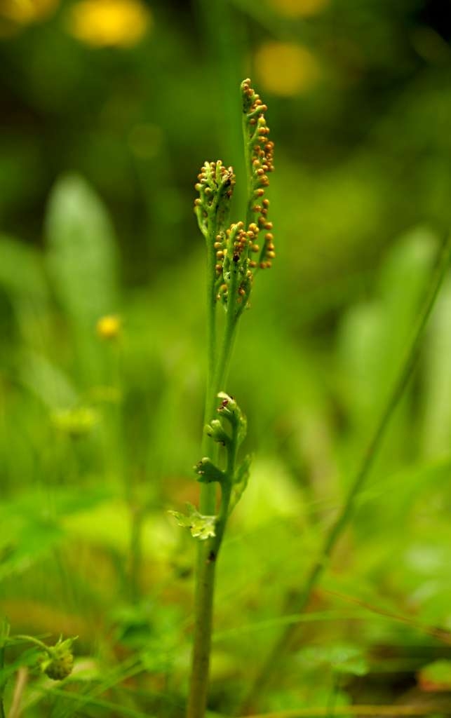 IMGP6906-1024~3.jpg