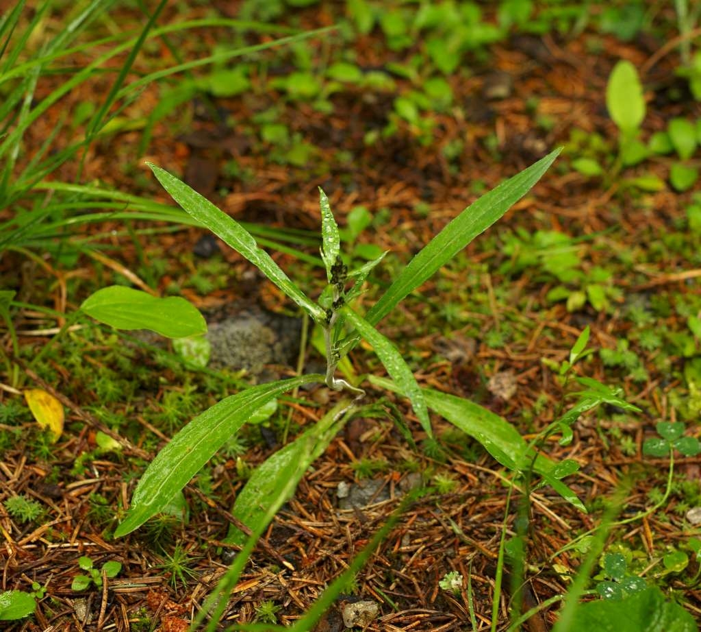 IMGP6912-1024~3.jpg