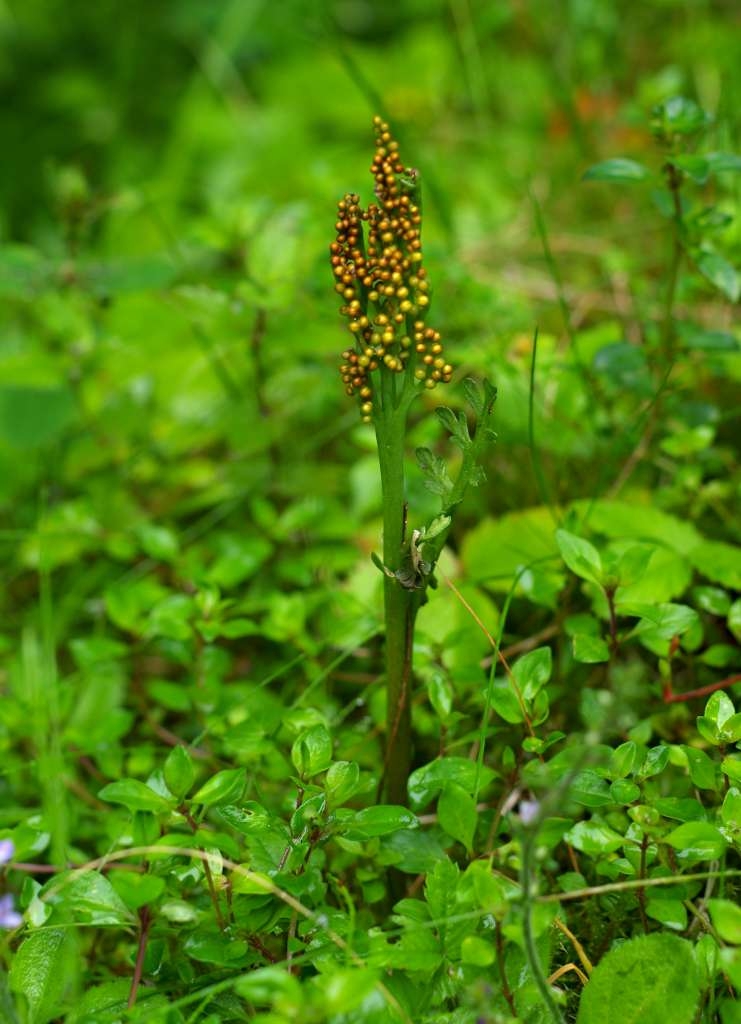 IMGP6917-1024~3.jpg