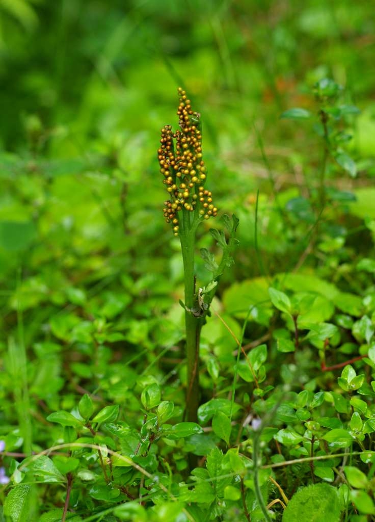 IMGP6918-1024~5.jpg