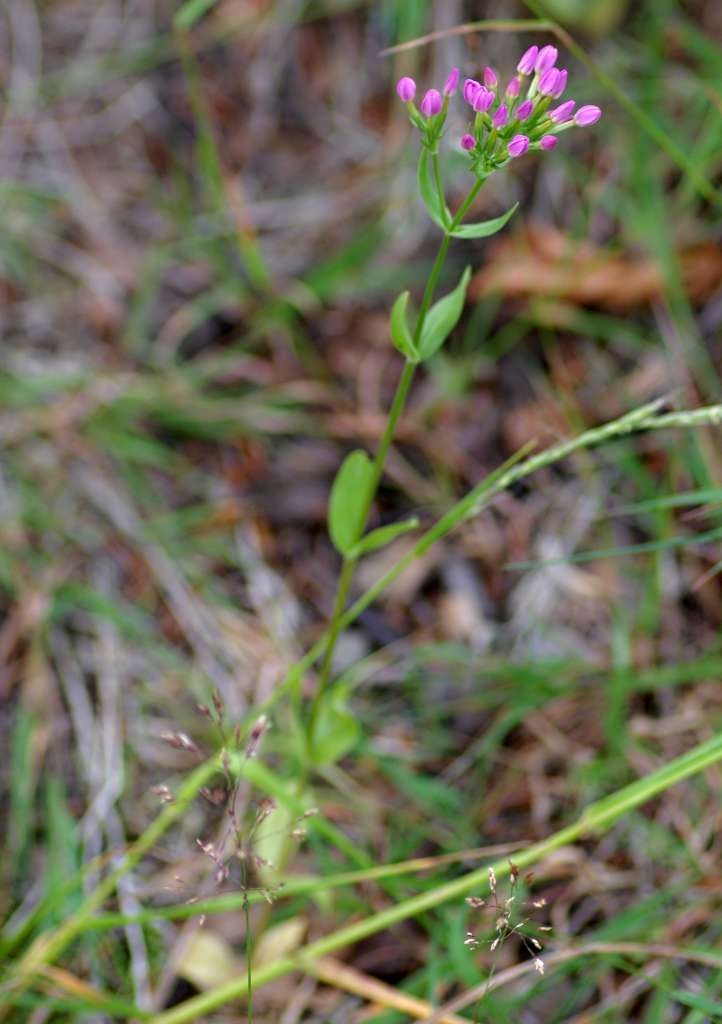 IMGP6919-1024~3.jpg
