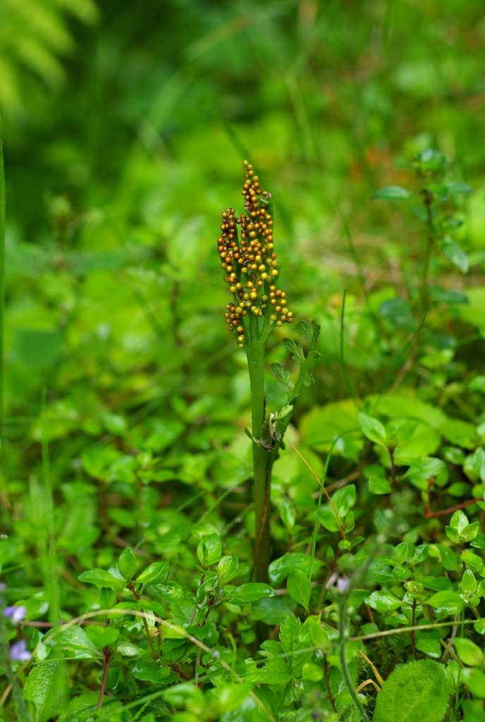 IMGP6919-1024~5.jpg