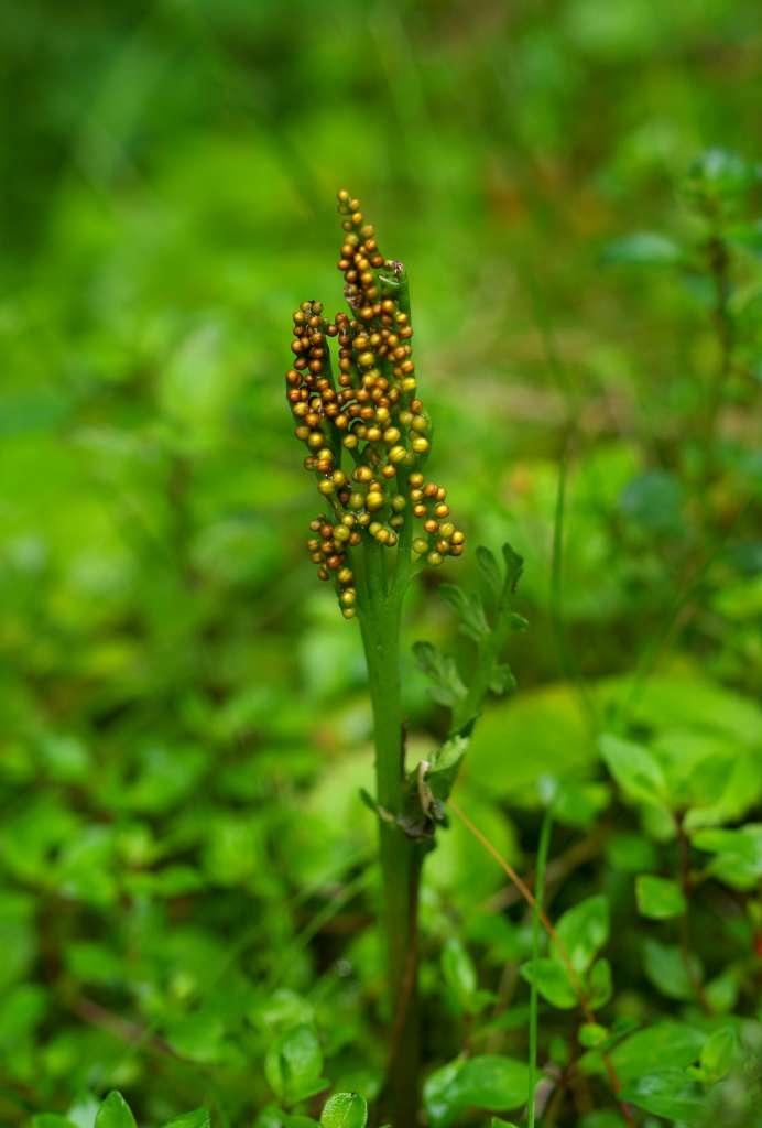 IMGP6922-1024~3.jpg