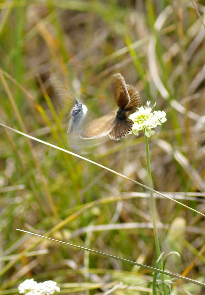 IMGP6944-1024~1.jpg