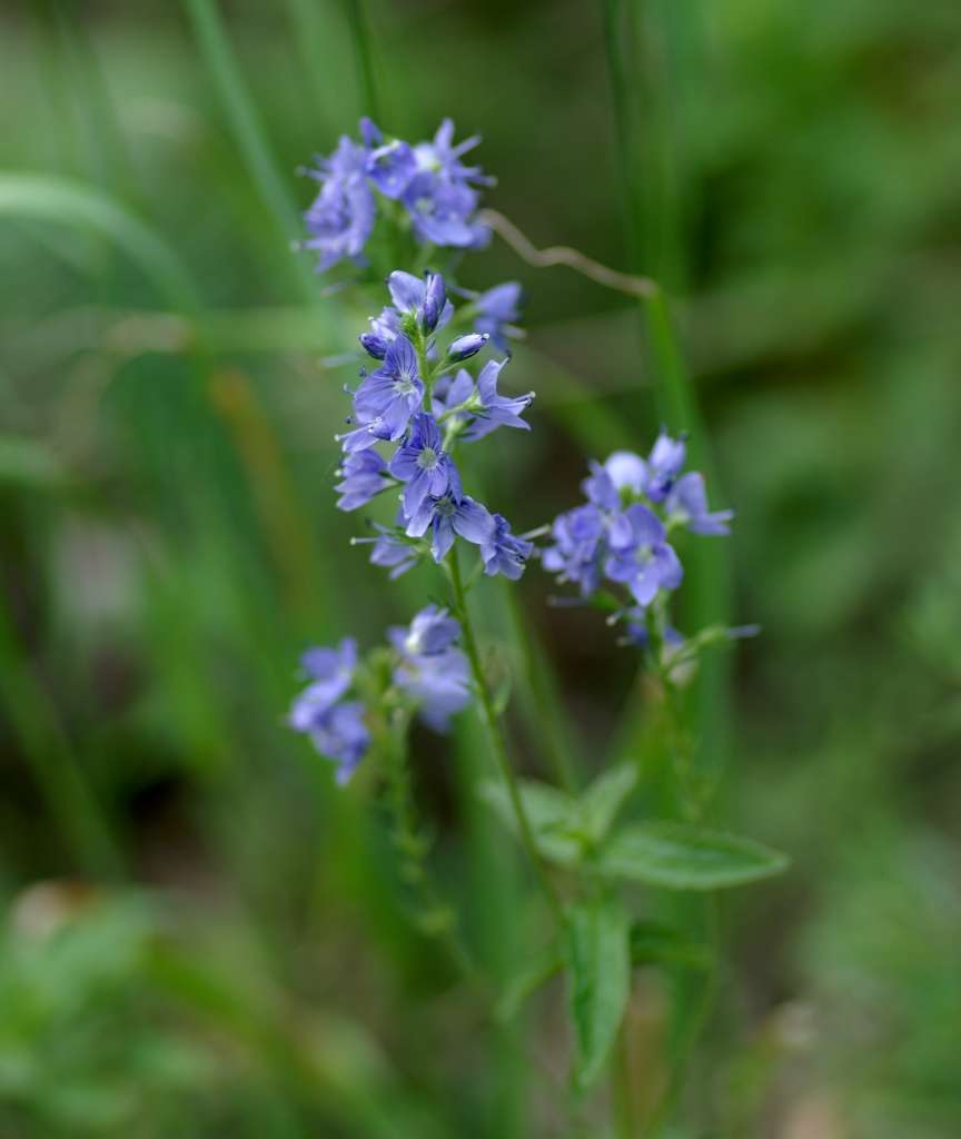 IMGP6992-1024~0.jpg