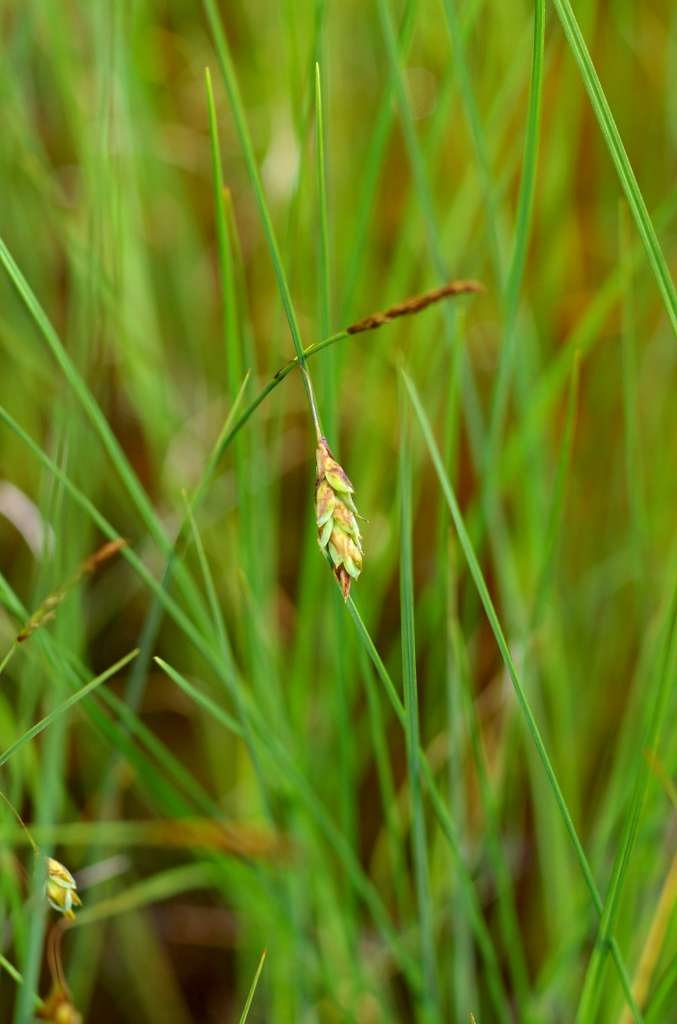 IMGP7011-1024~5.jpg